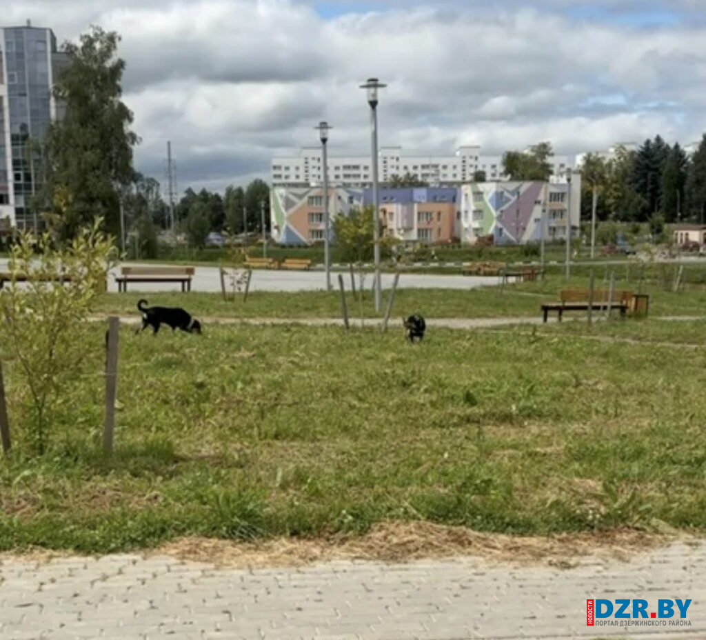Без вины виновата. Чем обернулась для юной фанипольчанки прогулка в парке с бездомными животными