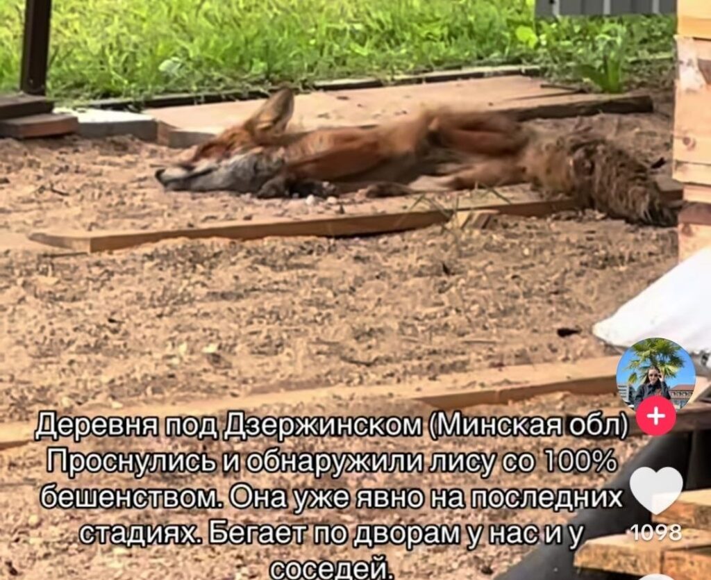 Жители д. Телешевичи обнаружили на своем подворье лису с признаками бешенства