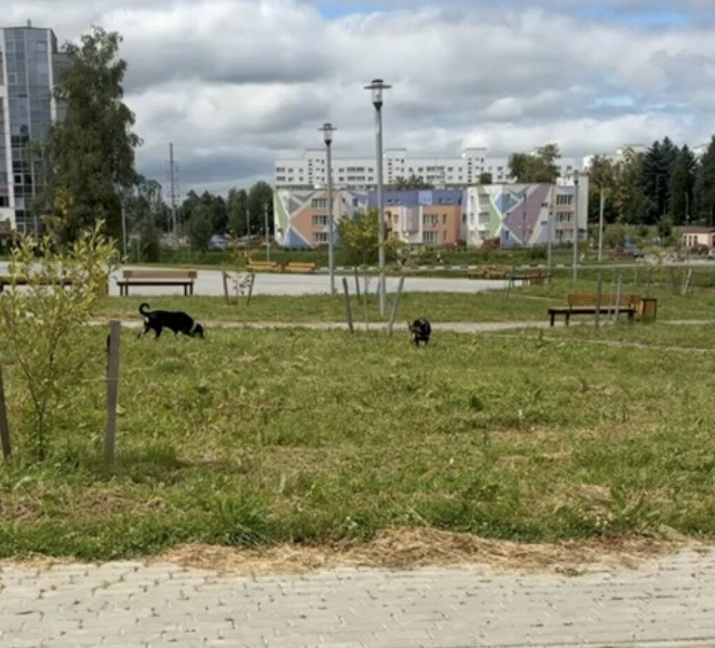Собачий след в детском парке: фанипольчанка возмутилась безответственностью хозяев