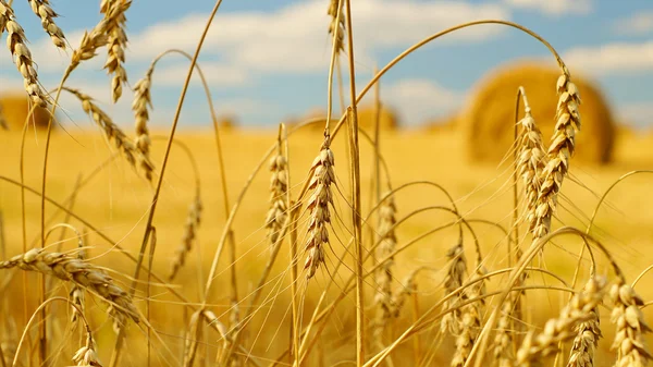 Какой будет погода в Беларуси 26 августа, рассказали синоптики